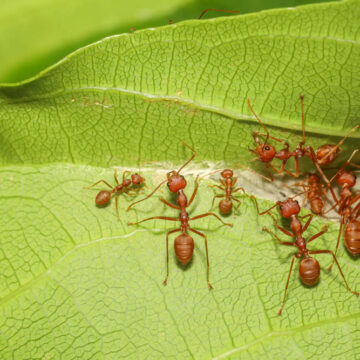 Como Evitar Que As Formigas Subam Nas Plantas