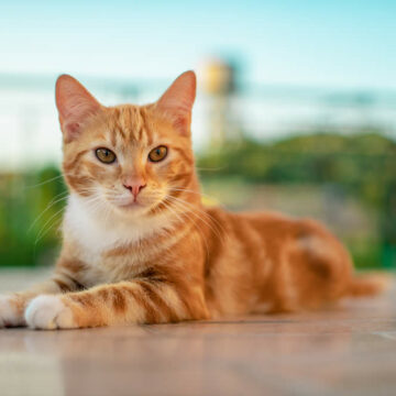 Como Evitar Que O Gato Mije Nas Coisas