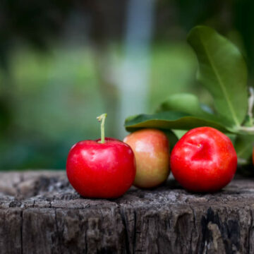 Como Fazer Muda De Acerola