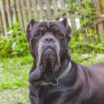 É permitido ter Cane Corso no Brasil?