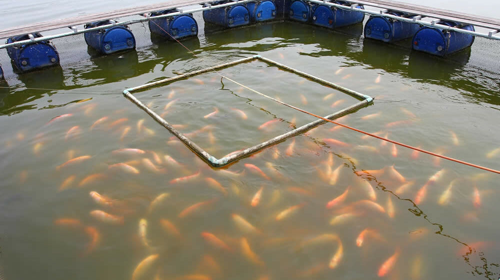 diferença entre aquicultura e piscicultura