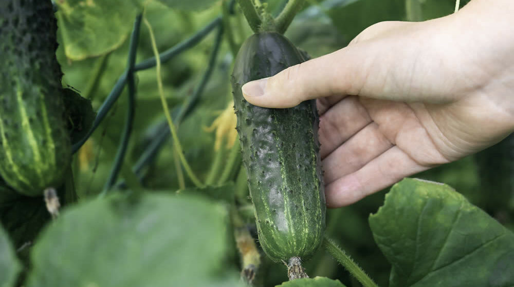 melhor mês para plantar pepino