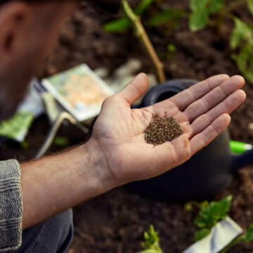 melhor fertilizante para limoeiro