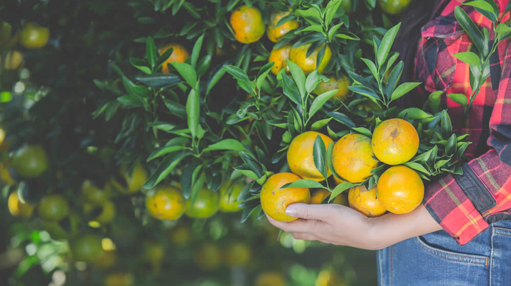 podar um limoeiro para que produza frutos maiores