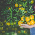 podar um limoeiro para que produza frutos maiores