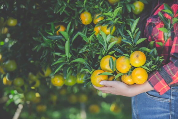 podar um limoeiro para que produza frutos maiores